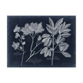 Trademark Fine Art Vision Studio 'Foliage On Navy Vi' Canvas Art, 24x32 WAG09668-C2432GG
